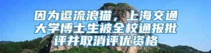 因为逗流浪猫，上海交通大学博士生被全校通报批评并取消评优资格